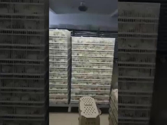 Qual é o tipo mais comum de incubadora?